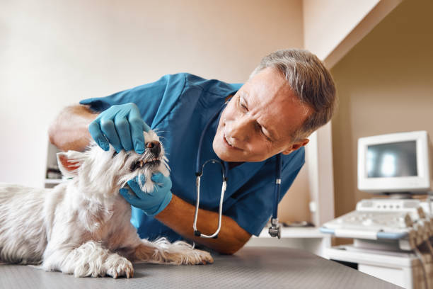 Best Emergency Root Canal Treatment in Lincolnia, VA